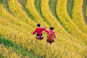 【深度金秋连南3天游】国庆每天出发｜欧家梯田+黑山梯田+洞天仙境+瑶族博物馆+油岭瑶寨+瑶王长桌宴+瑶族篝火+千亩银杏+