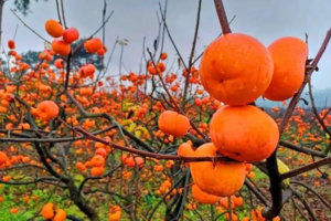 成行298元含住宿【恭城柿子节汽车2天】12.21-22日|千年黄姚古镇+恭城红岩村柿子红~