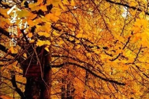 【南雄银杏配温泉酒店2天】周三、四、六出发 | 旅拍南雄银杏之乡，网红打卡时光隧道，南华寺祈福，入住汤溪温泉酒店