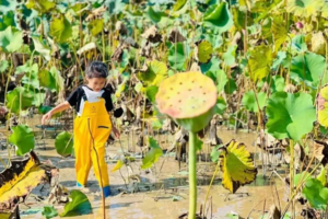 【亲子半天】清远｜荷塘户外拓展课堂~挖藕农耕体验￥69/人