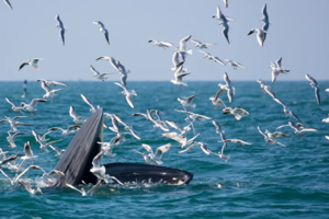 【涠洲岛3天】每周五出发 | 涠洲岛半自由行