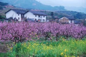【九峰&樱花2天】周三、六出发 |  相约广东小平坝，赏醉美樱花，探寻九峰花海