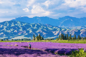 【喀伊连线13日】北疆全景 可可托海 喀纳斯 禾木 海上魔鬼城 赛里木湖 喀拉峻 那拉提 独库公路 吐鲁番 库木塔格沙漠