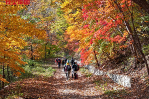 徒个中国·辽宁｜10月8-14日|“枫叶之都”本溪红叶徒步，登虎山长城，观盘锦红海滩