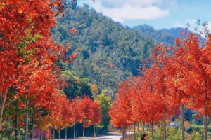 10.25/26特惠88元【荞见枫叶】赏八万棵红枫，漫步岭南红叶世界！霍比特人小屋、高山茶园、天空之境、天梯！相遇百亩浪