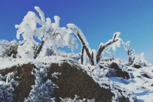 冷空气来啦，预告下雪【云冰山+金子山】周六出发 | 仅298，一次打卡南方2大雪乡•云冰山•金子山｜赏冰挂、观雾淞、睇高