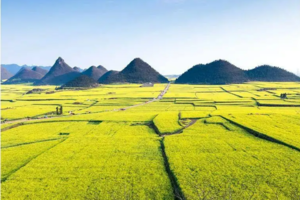 【梦幻云南·花开云南】2-12人小团｜仅6天5晚，一年一度云南赏春、赏花、赏云海的季节