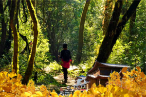 【秘境高黎贡】高黎贡山 银杏村 腾冲 和顺古镇 玉璧古道 5日行程