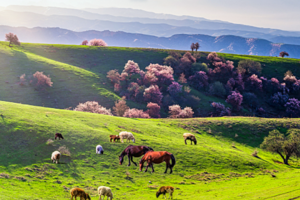 【绝色新疆-伊犁杏花7日游】新疆吐尔根 那拉提冰百合 大西沟杏花 独山子大峡谷 赛里木湖 赠驻地旅拍+航拍