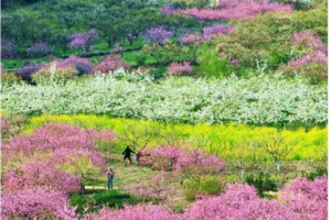 【九峰+樱花2天】周三、六出发｜ 相约广东小平坝，赏醉美樱花，探寻九峰花海！