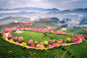 【樱你而来】3月19日、21日、23日 | “中国最美樱花圣地”福建永福樱花，参观文化遗产精华福建土楼，打卡网红泉州 动