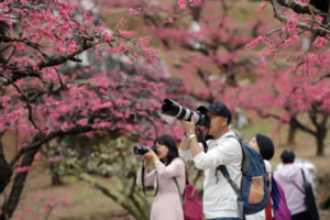 【桃樱争春2天】行摄广东“小林芝”+广东版无量山！连平万亩鹰嘴桃花+梅州阴那山樱花茶园+三村芥菜花/黄花风铃