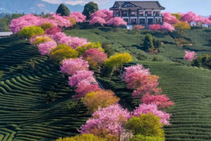 超美【福建樱花2天】周三、六出发 | 不用去日本！美哭《国家地理杂志》的樱花茶园就在福建，还有大鱼海棠同款土楼！