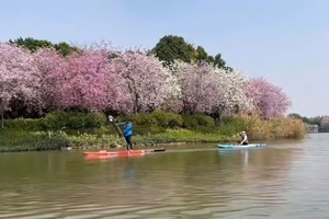 【桨板春游季】春天带您划桨板赏紫荆花海|海珠湿地公园桨板3公里打卡，水上赏紫荆花海|天天出发，欢迎公司团建定制
