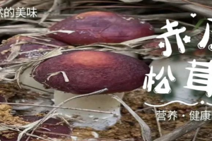 【松茸奇遇记】4月周末、5月1、2、3、4、5日！增城采摘松茸菌、小农夫种植体验、捉泥鳅、偶遇袋鼠、畅玩七彩澳游，户外亲