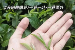 【趣采茶】5月每周六、日、端午节|从化春日茶农忙，一起上春山体验茶野趣，采茶、体验古法炒茶、感受自然创作茶味