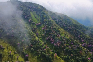 特惠298【阳春鸡笼顶】每周三、五、六晚&五一每天出发：徒步阳春鸡笼顶，打卡美粤西最美高山大草原，赏数千亩高山杜鹃花1天