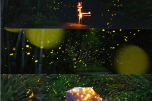 【萤火虫之夜】4月25日、5月5日晚上约定你，这个初夏带娃追“星”，探秘萤火虫神秘王国，DIY‘萤火虫’手提灯，变身昆虫