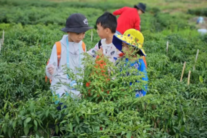 【五一假期亲子1天】5月1/2/3/4/5日肇庆｜农耕劳动实践~辣趣采摘+炸酿抛渔笼捕鱼包粽、烧鸡、种蔗、种蕃薯+嬉溪水