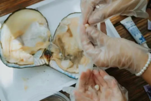 成行【你真‘蚌’亲子自驾半天】增城6月1、2端午了解珍珠形成过程、下水摸珍珠蚌、手作珍珠饰品、小小非遗人体验：DIY螺