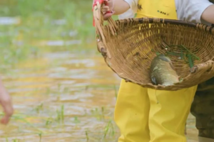 成行【渔夫体验记亲子半天自驾】6月1、2日，到增城寻找童年乐趣，浑水摸鱼、自己动手学会生火原理、搭建烤架、自制烤