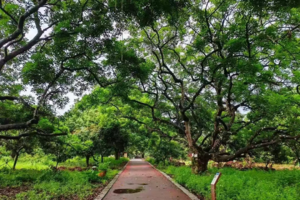 〖广100第三站·增江画廊〗6月22日 | 竹林榄树·江景绿道·莲塘荷花