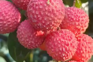 【自驾1天非周末休闲游】增城 | 6月22日夏天采摘鲜红荔枝+清凉沙滩~打白榄+稻田捉鱼+DIY泥焗鸡、磨豆浆、传统艾叶