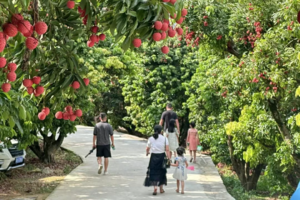 7月5-6日 考完试去摘荔枝！赴会从化荔枝节开园，采摘新鲜荔枝，玩SUP桨板，溯溪打水仗！