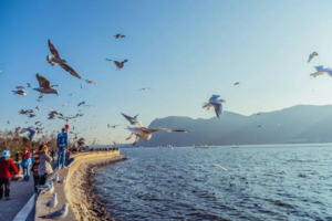 【全景云南8天】暑假发团 | 大理 丽江 香格里拉 泸沽湖 动车8天