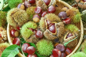 【‘栗’趣无限】9月6、7日从化探索自然、户外趣打板栗、寻宝捡鸟蛋、制作栗子酥、玩山溪水欢乐一天！