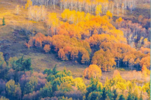 【童话新疆·6人小车团·独觅北疆8日】S21+独库中段北段、喀纳斯、禾木、赛湖(VIP景区直通车)、那拉提、巴音 8日秋