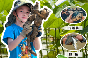 【下乡挖藕亲子/独立营1天】9月13/21日，莲藕科普、荷塘挖藕、莲藕美食，摸鱼抓鸭，孩子乐疯了！