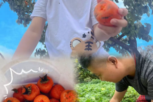 【秋日野趣亲子一天】9月27日/10月1-3日，从化一起体验户外野趣：捡板栗、摘柿子、稻田捉禾花鱼、DIY栗子酥！