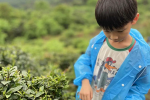 【趣采茶】 10月1、3、6日从化秋日体验茶农忙，一起上山体验茶野趣，采茶、体验古法炒茶、感受自然创作：茶味手工皂！