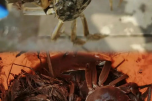 【秋日‘蟹’逅你】11月22、23、29、30日！增城稻田捉蟹、寻秋日拓印秋色、户外捡鸟蛋、打卡蜜蜂家园、制秋日桂花蜜