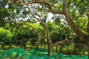 【秋日打榄了】9月20、21、28/国庆天天出发|增城趣味打榄记：乌榄知多少、吃榄打揽、制作榄角、浑水摸鱼，亲子乐一天！