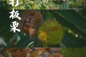 打板栗亲子自驾1天 | 10月3/6日出发|解锁秋日乡野乐趣！带娃去乡村打板栗、做板栗饼、烤红薯，找寻秋天的味道