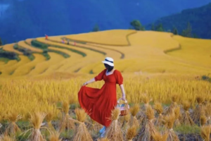 【遇见金秋】每周六、国庆每天出发｜打卡广东zui大梯田欧家梯田、连南油岭千户瑶寨，旅拍银杏林，瑶寨篝火晚会品特色美食2天