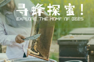 【秋日也‘蜂’狂】10月周六、日增城一起走进户外蜜蜂王国、了解蜜蜂、制作蜂蜜润唇膏，亲子欢乐半天营！