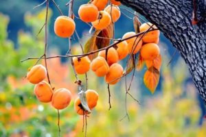 10.30/11.1/2日成行！千亩柿子】邂逅从化千亩“柿”外桃源，红红火火满枝头，罗洞工匠小镇+艾米千亩稻田，美味农家