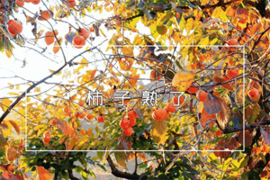 【徒步·桂峰柿子】周六、日 | 特价68，从化十登之桂峰山，桂峰柿子桂满枝头，轻松打卡千米高峰