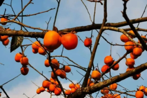 【从化寻秋桂峰山+小杉村】周四、六、日 | 特价68，“小婺源”桂峰村赏金黄柿子；漫步广东“小泸沽湖”小衫村1天游！