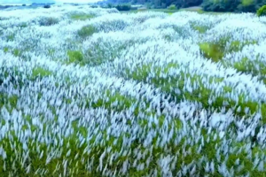 【芦苇花开】周三、四、六、日｜广东版的绝美“蓝眼泪”+北江千亩芦苇花盛开+石角小新疆+美味农家菜