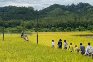 秋收正当时！11月1/9/15/29带娃去增城割稻谷做稻草人砍甘蔗，玩转田野 CS + 卡丁车 + 打米饼，体验田园乐趣