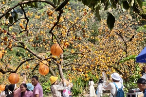 【从化寻秋】周六、日｜“小婺源”桂峰村赏金黄柿子；打卡广州"北极村"莲麻小镇1天游！