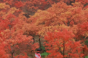 【金秋桐子坳+十万株枫叶】周三、六出发｜行摄中国银杏第一村，漫步湘江大峡谷十万株枫叶林，入住零陵古城，感受千年古城魅力
