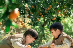 【大‘桔‘大利】11月29、30日，12月周六、日从化采摘砂糖桔、DIY糖葫芦、挖红薯拔花生、分辨矿石：河床捡水晶矿石！