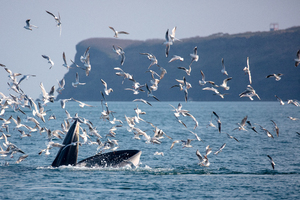 【巨鲸花园】（视频版）别让期待落空！赶紧预约专属北海涠洲岛观鲸，赴一场心灵之约！