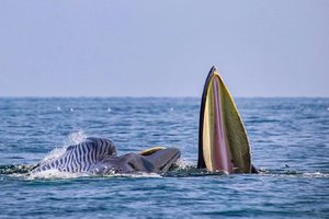 【博物志·北海】（视频展示版）这个寒假，带上孩子一起去观鲸，开启一场博物之旅！