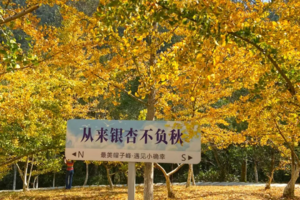 【多彩韶关2天】周六出发｜秋摄南雄“银杏之乡”帽子峰银杏！遇见湖心坝“粤北客家第一村”，打卡东华禅寺！赏南岭红沙漠日落